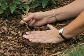 Six Tips for Effective Weed Control - FineGardening